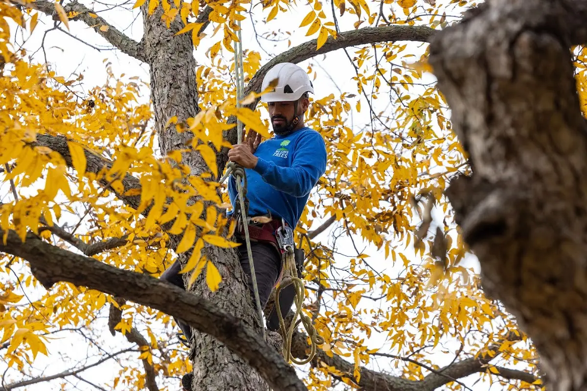 Skilled Tree Transplanting crew working in Litchfield